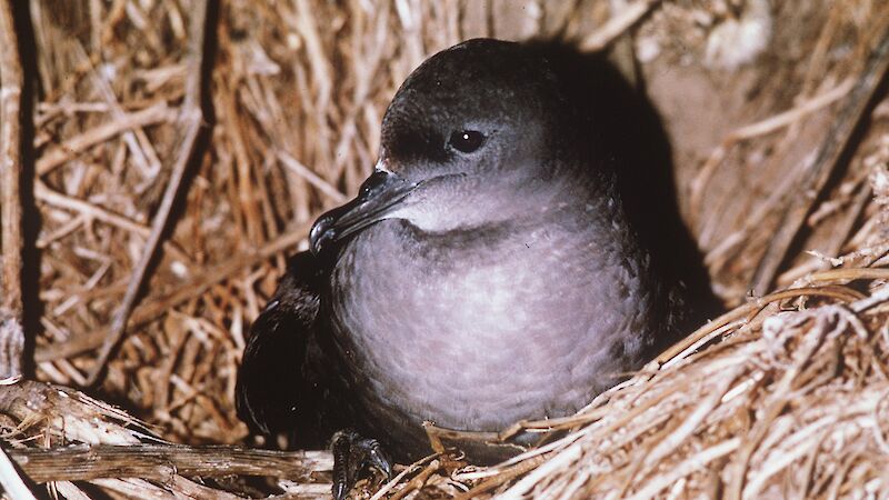 Short-tailed shearwater