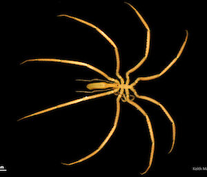 Pycnogonid: Giant sea spider