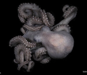 Mollusc: Octopus