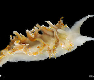 Mollusc: Nudibranch
