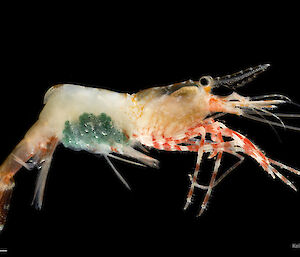Crustacean: Hump-backed shrimp