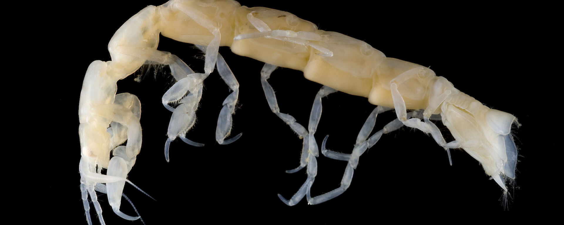 Crustacean: Isopod