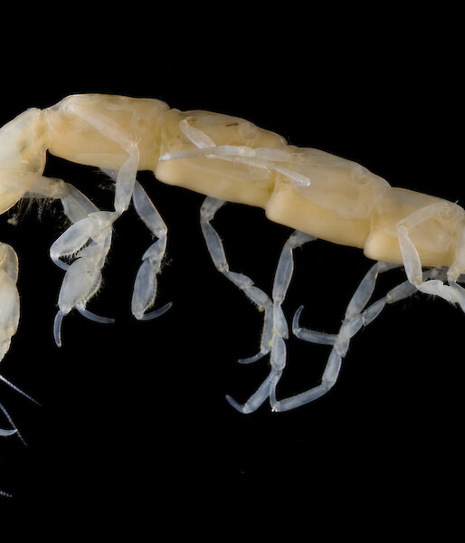 Crustacean: Isopod