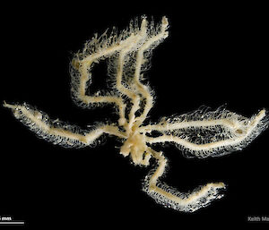 Pycnogonid: Sea spider