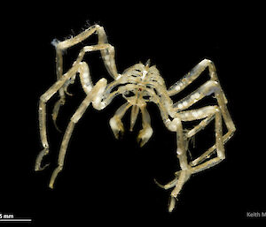 Pycnogonid: Sea spider