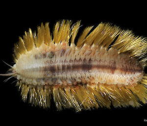 Annelid: Polychaete