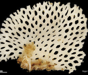 Lacy bryozoan