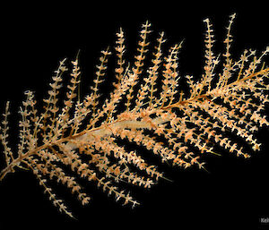 Cnidarian: Sea fan