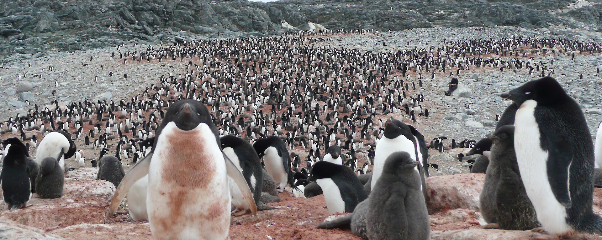 An Adélie penguin colony stained pink from eating krill.