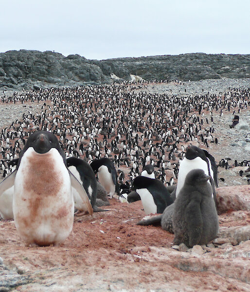 An Adélie penguin colony stained pink from eating krill.