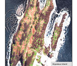 Manually digitised guano on Giganteus Island — bright areas assumed to be guano were hand-traced and appear here outlined in green.