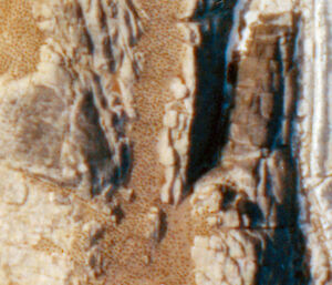 An aerial photograph of penguins, which have a visible ‘texture', on Giganteus Island.