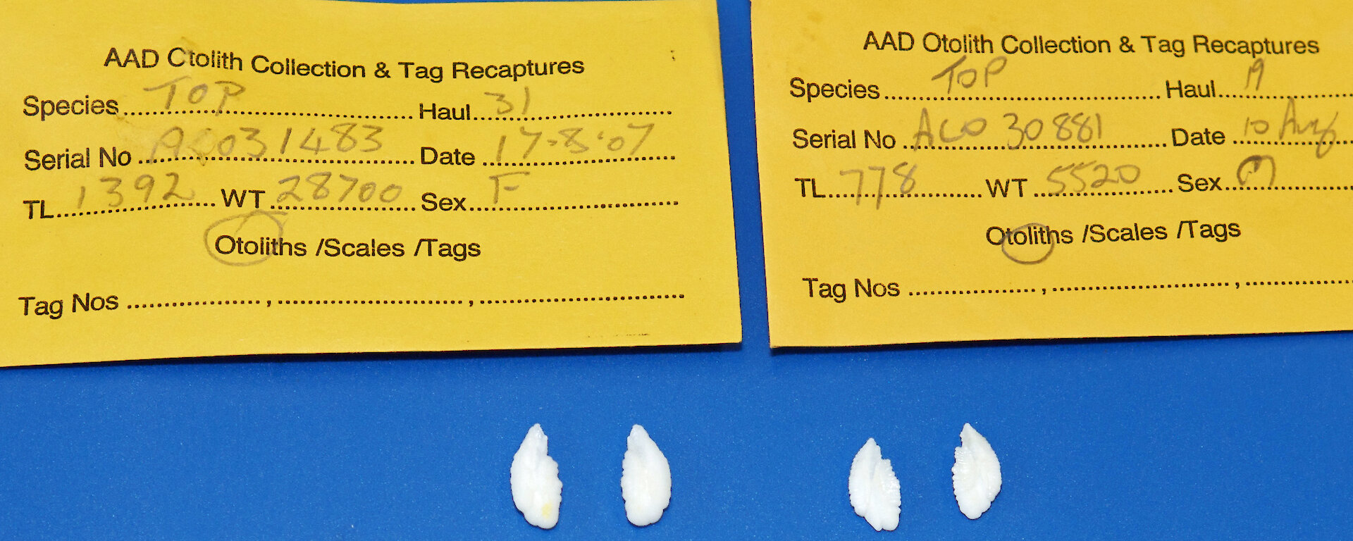 Pairs of ‘otoliths’ or ear bones from Patagonian toothfish.