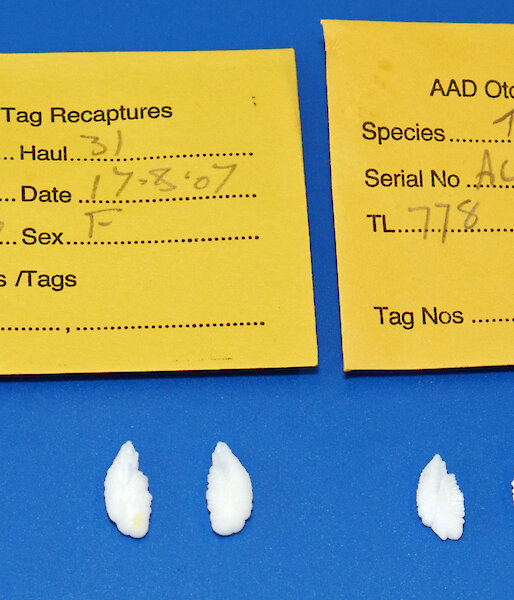 Pairs of ‘otoliths’ or ear bones from Patagonian toothfish.