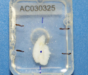 An otolith embedded in epoxy resin with its centre marked for cutting.