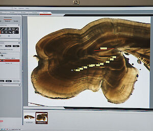 An image of the thin otolith section on the computer screen, showing alternating dark and light growth bands.