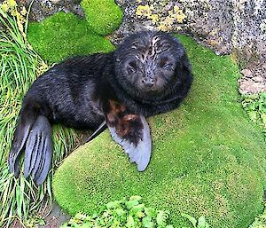 Fur seal pup