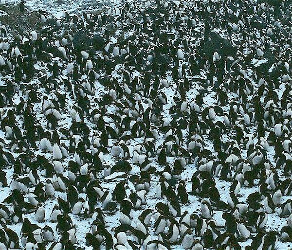 Macaroni penguins