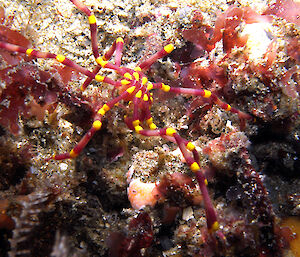 A red and yellow sea spider on rocks at Shellharbour in NSW.