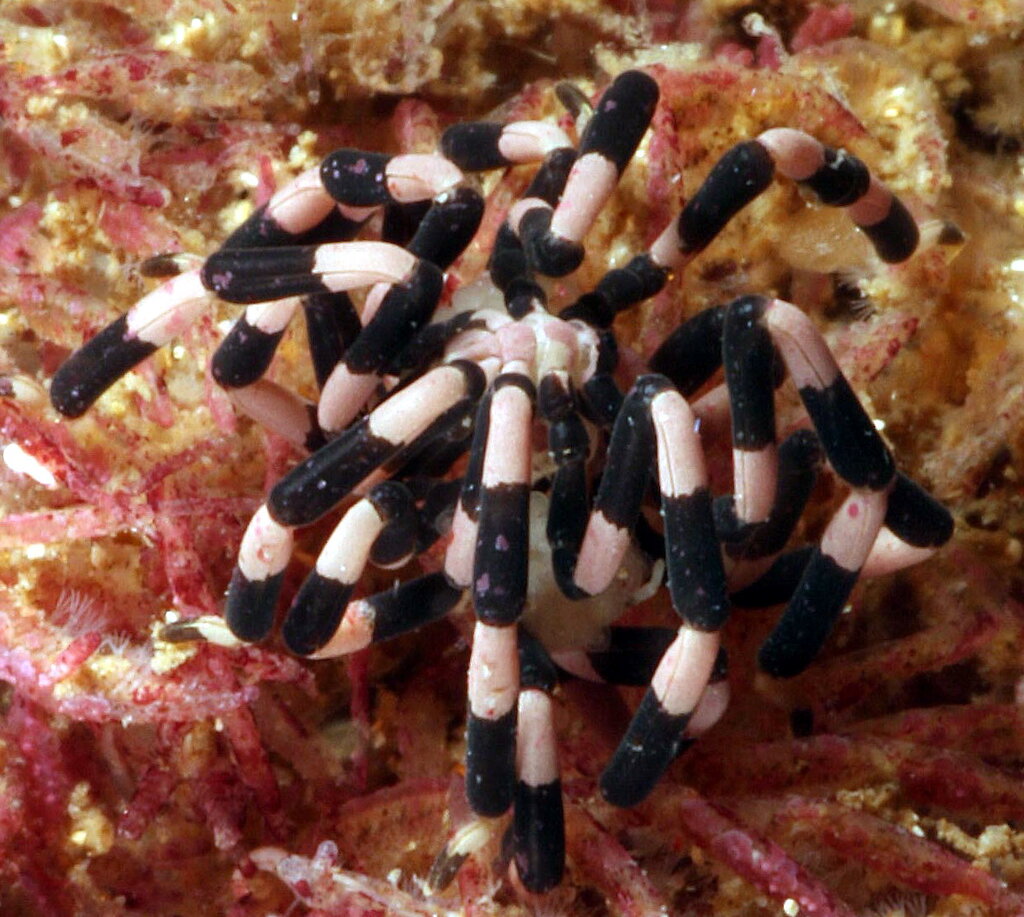 sea-spiders-provide-insights-into-antarctic-evolution-australian