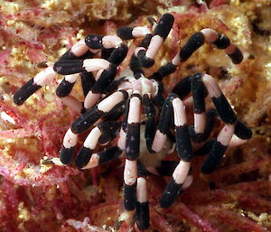 A black and white sea spider, Stylopallene cheilorhynchus, from NSW.