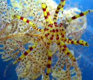 A red and yellow sea spider of the genus Pseudopallene on a bryozoan.