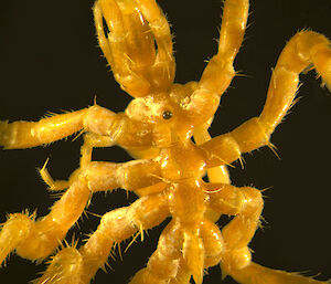The sea spider Nymphon australe from Antarctica. The proboscis of this yellow specimen is visible at the top of the image.