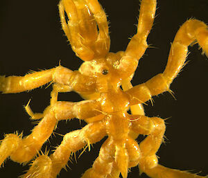 The sea spider Nymphon australe from Antarctica. The proboscis of this yellow specimen is visible at the top of the image.