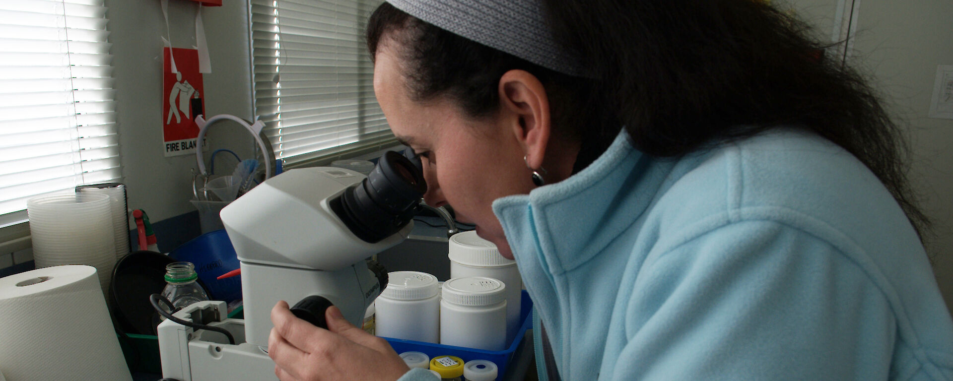 Dr Claudia Arango identifying a collection of small sea spiders under the microscope.