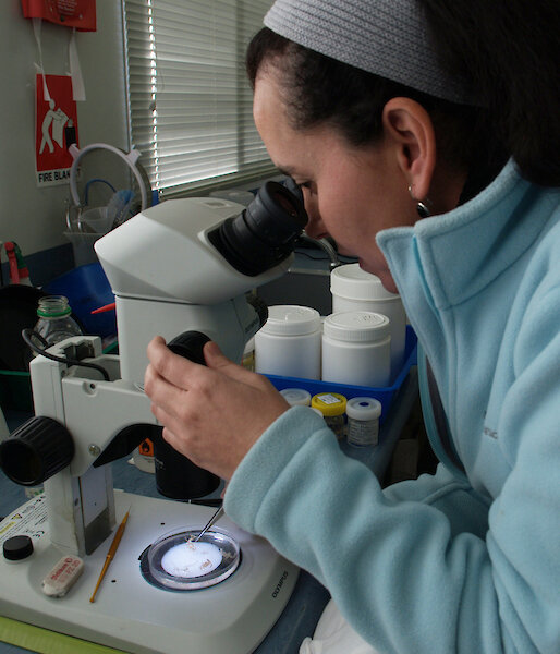 Dr Claudia Arango identifying a collection of small sea spiders under the microscope.