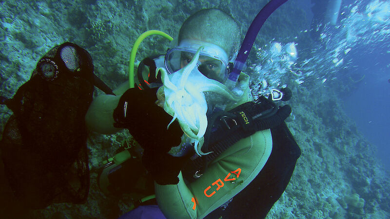 Diver collecting a cuttlefish