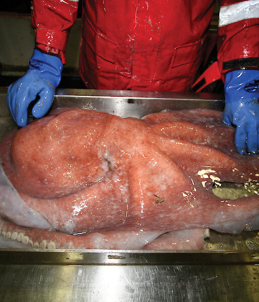 An octopus in a metal tray