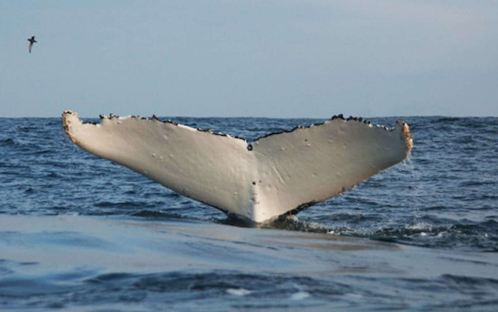 What Tale Does a Whale Tail Tell?