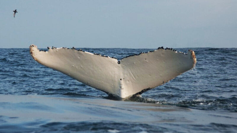 Humpback whale fluke