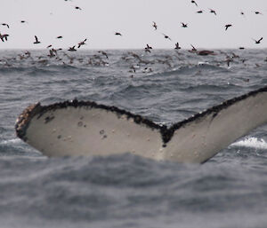 Whale tail in the Southern Ocean