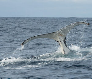 Whale tail in the Southern Ocean
