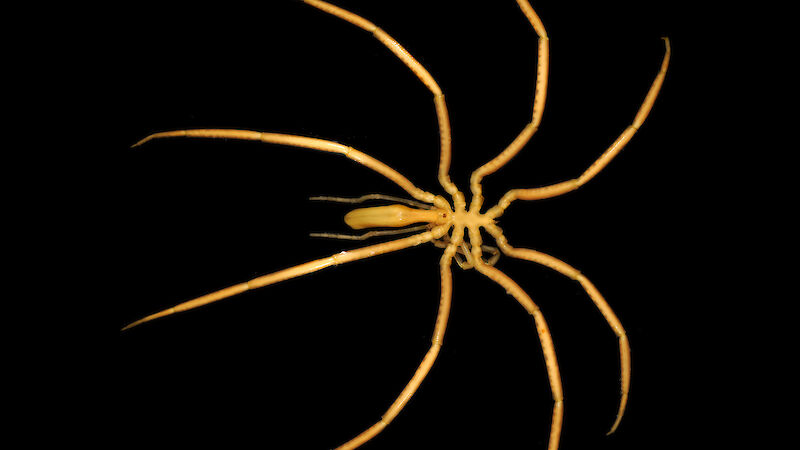 A giant sea spider or ‘pycnogonid’ measuring 30cm across