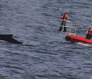 Whale expedition team approaches humpback whale