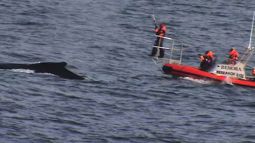 Whale expedition team approaches humpback whale