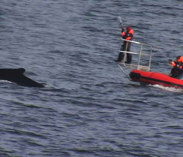 Whale expedition team approaches humpback whale