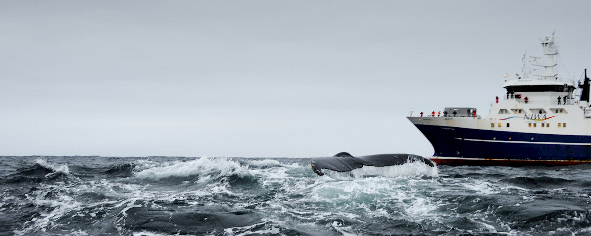 Humpback whale fluking up near Tangaroa in Southern Ocean