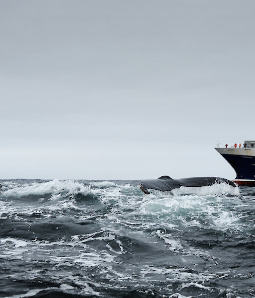 Humpback whale fluking up near Tangaroa in Southern Ocean