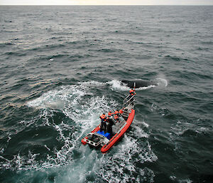 Researchers approaching a humpback whale in the Southern Ocean