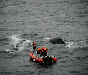 Researchers following humpback whale in the southern ocean