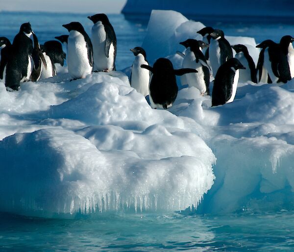 Adelie penguins on bergy bit near Davis station