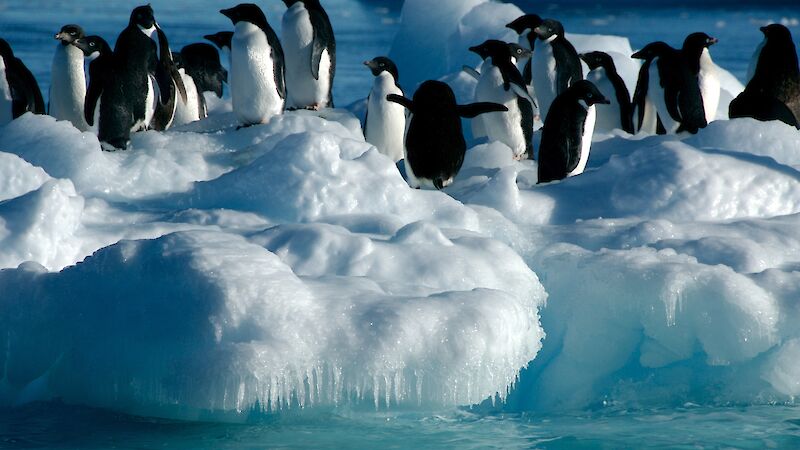 Adelie penguins on bergy bit near Davis station