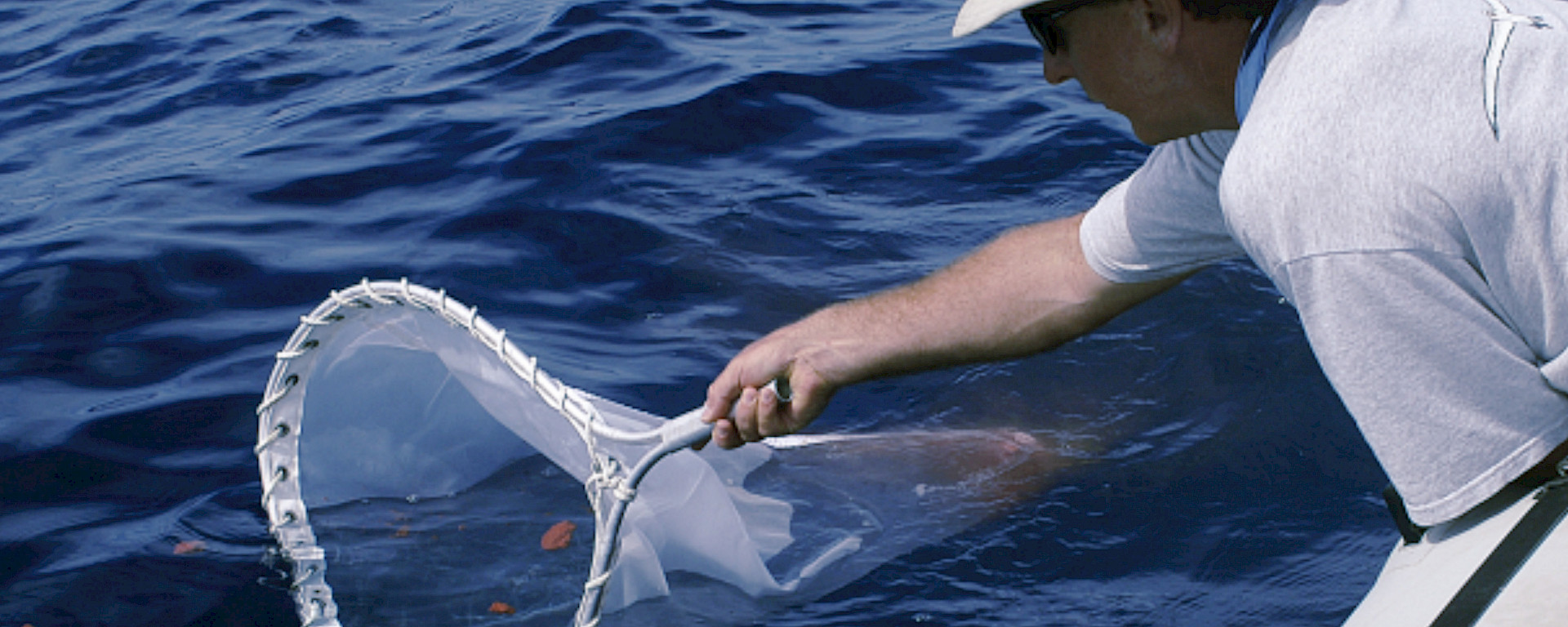 Antarctic Division marine biologist Nick Gales scoops whale poo from water.