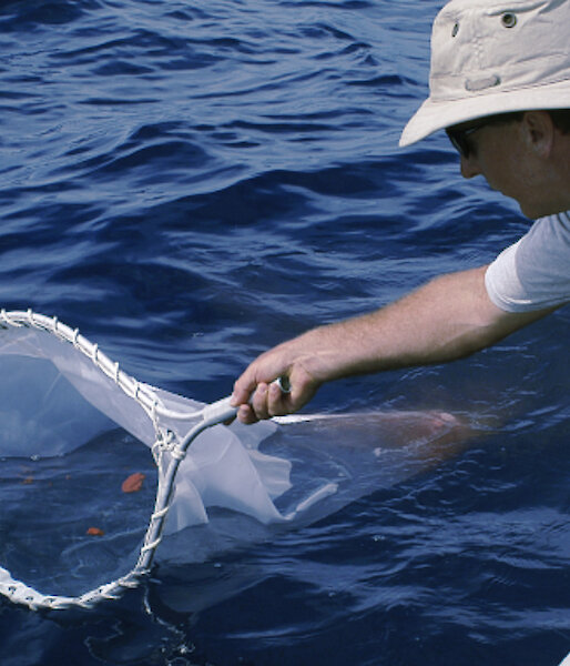 Antarctic Division marine biologist Nick Gales scoops whale poo from water.