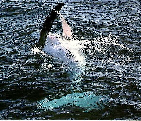 Humpback whale showing its white underside, with flipper out of water