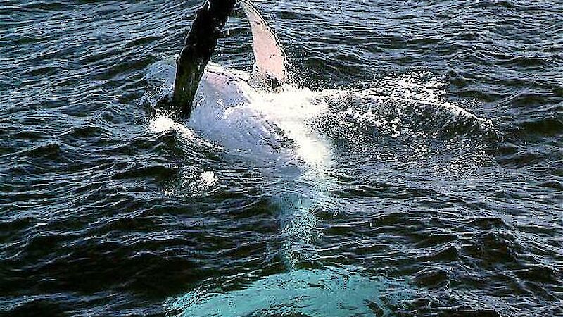 Humpback whale showing its white underside, with flipper out of water